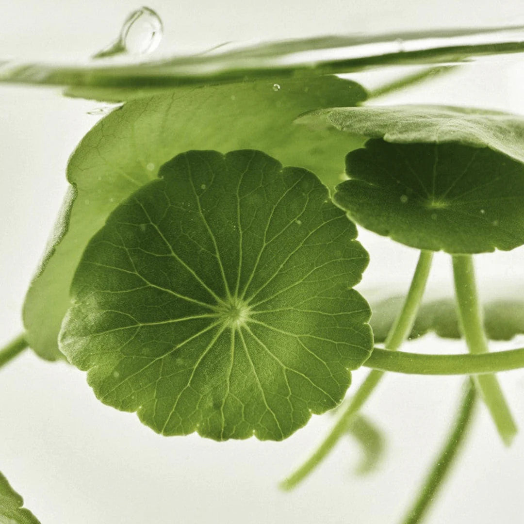 Light On Serum : Centella + Vita C Serum