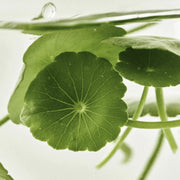 Light On Serum : Centella + Vita C Serum