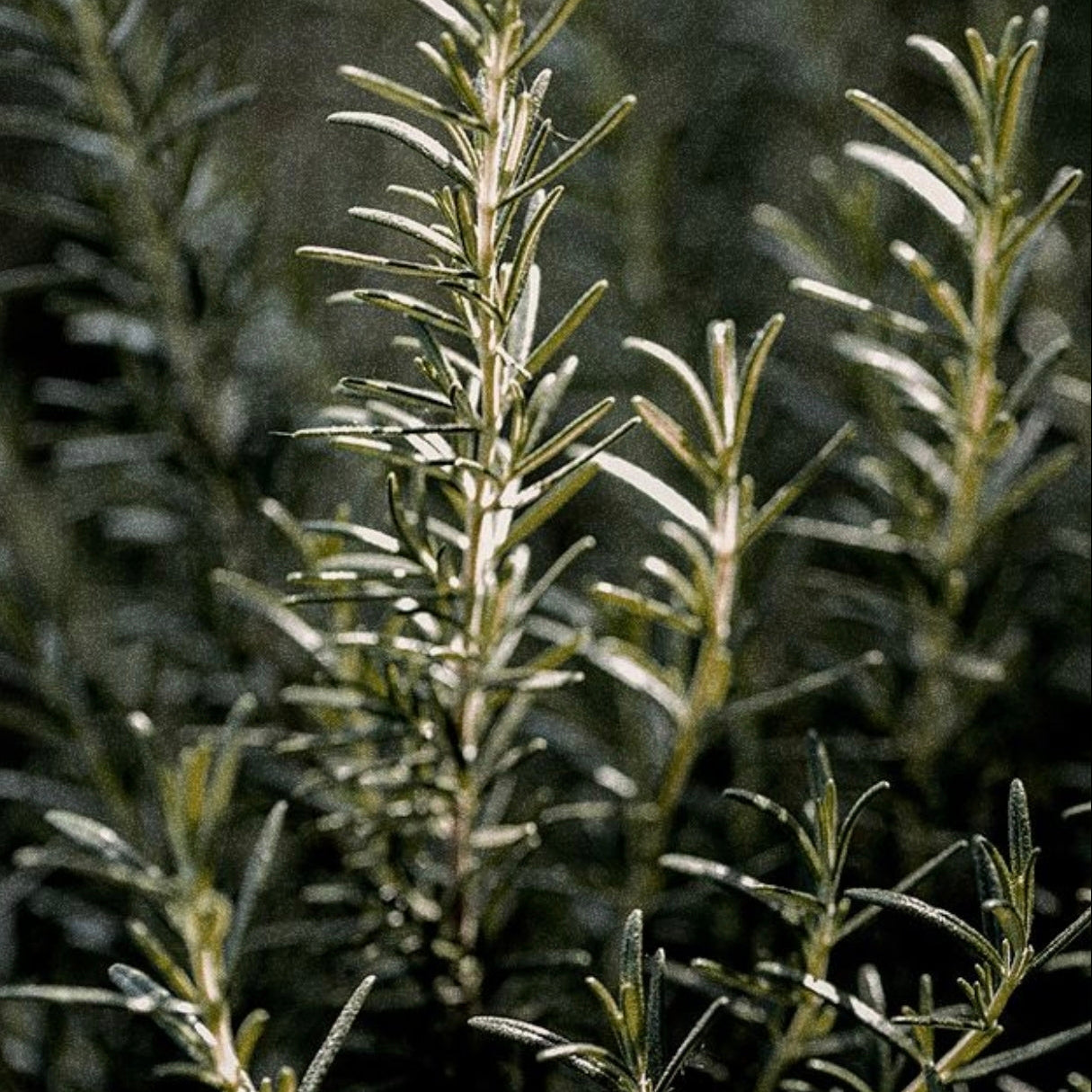 Signature Shampoo 000 May