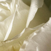 Signature Shampoo 000 May