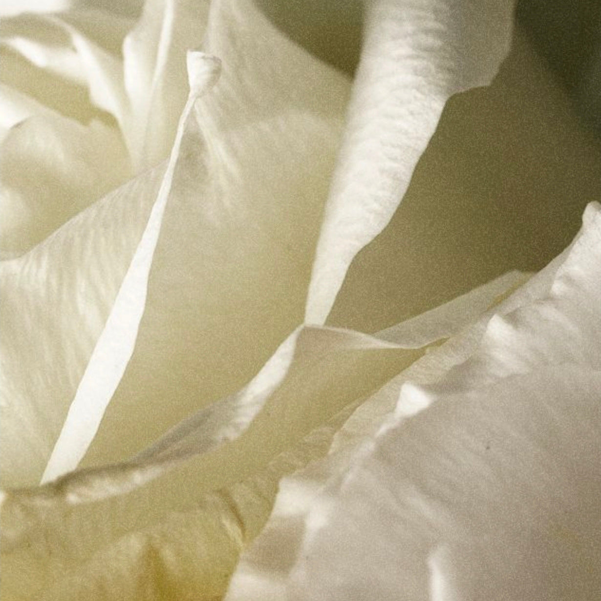 Signature Shampoo 000 May