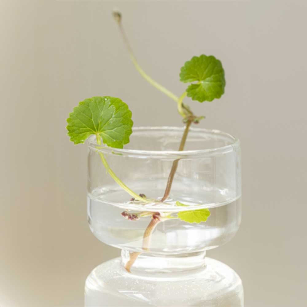 Centella Asiatica Calming Mask