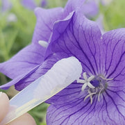 Bellflower Cleansing Balm