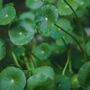 Centella Family Calming Mask